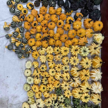 墨西哥葫芦，新鲜采摘，各种样式都有