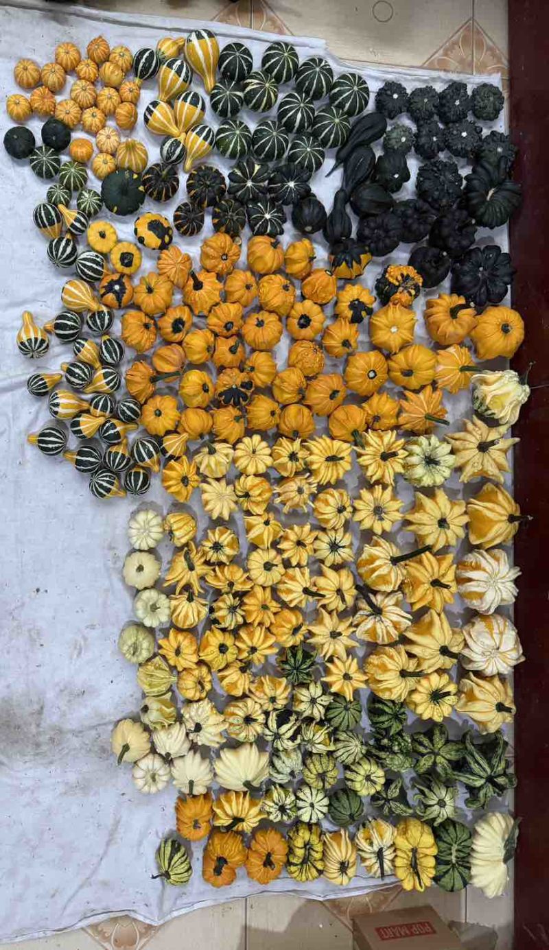 墨西哥葫芦，新鲜采摘，各种样式都有