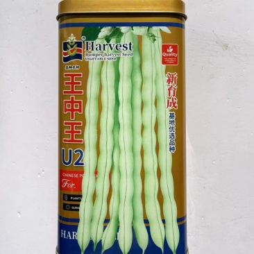 王中王U2架豆种子高产嫩荚白绿荚豆角种籽中早熟无筋架豆大田种