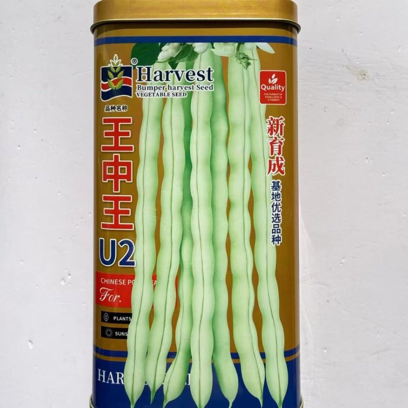 王中王U2架豆种子高产嫩荚白绿荚豆角种籽中早熟无筋架豆大田种