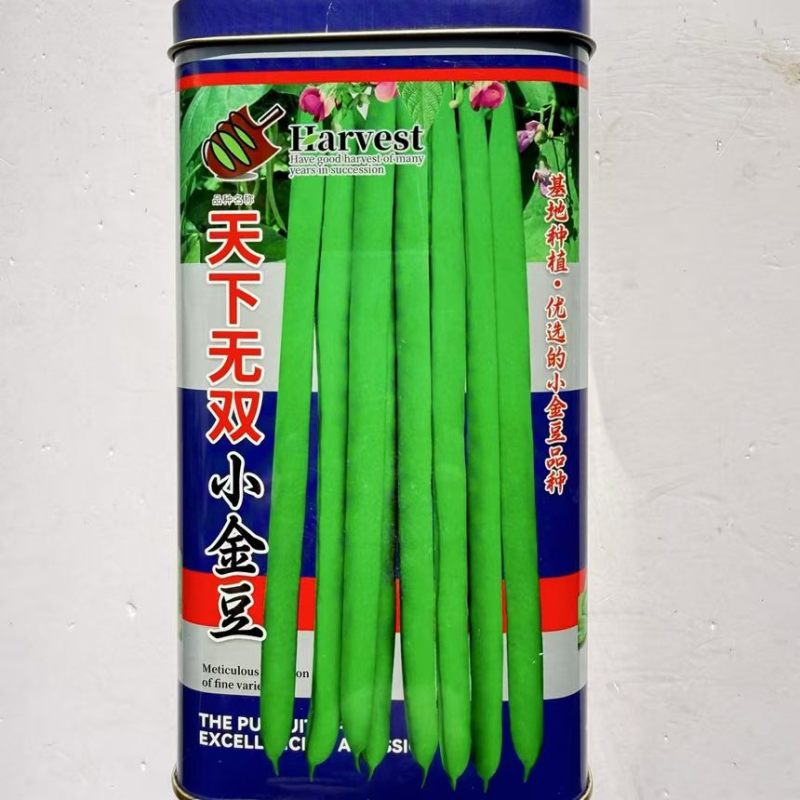 天下**小金豆架豆种子高产早熟蔓生无筋芸豆大棚四季播蔬菜种籽