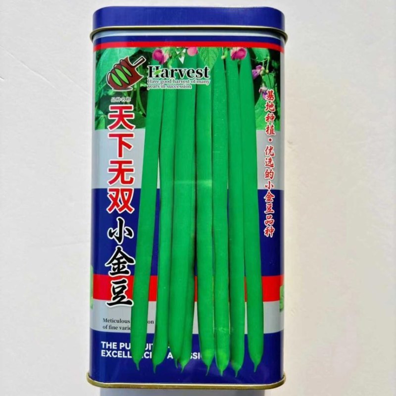 天下**小金豆架豆种子高产早熟蔓生无筋芸豆大棚四季播蔬菜种籽