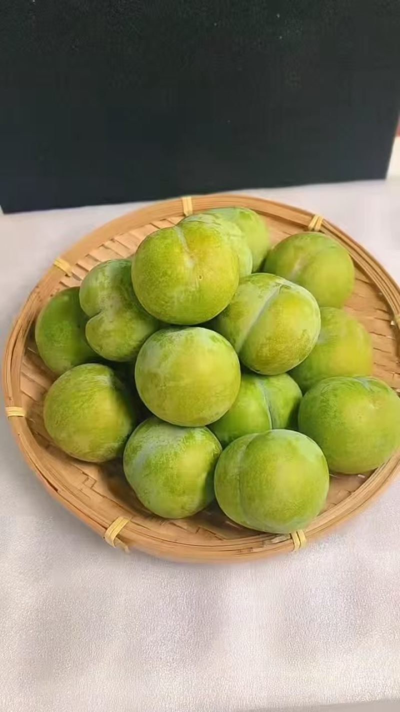 镇宁六马蜂糖李