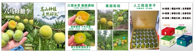 镇宁六马蜂糖李