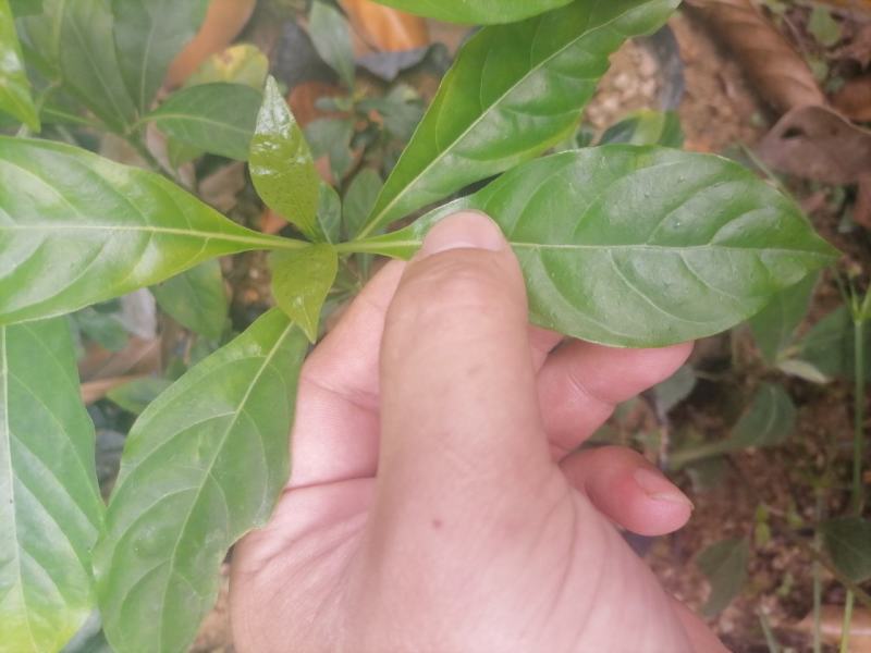 满天星苗又叫大沙叶，有苗卖