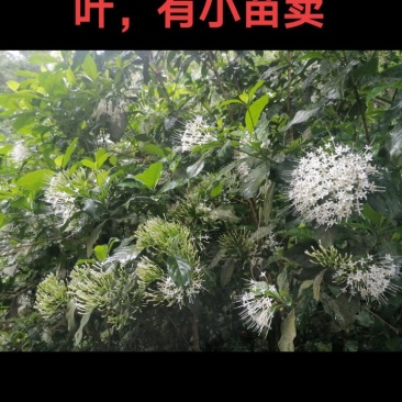 满天星苗又叫大沙叶，有苗卖
