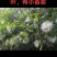 满天星苗又叫大沙叶，有苗卖