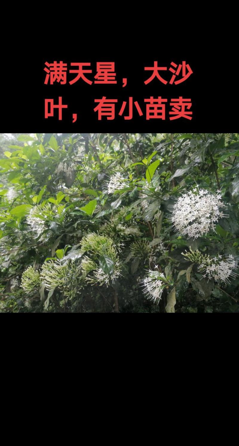 满天星苗又叫大沙叶，有苗卖
