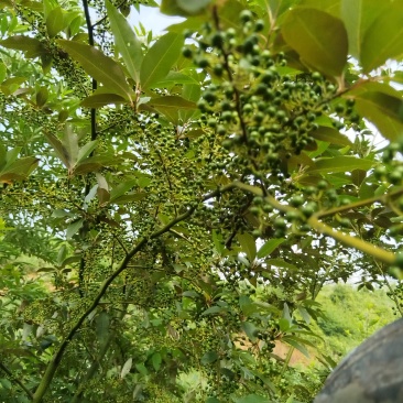 湖南省怀化市嫩木姜子