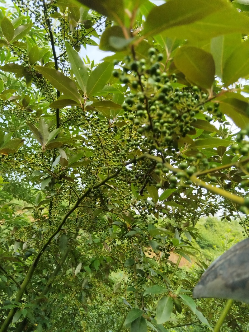 湖南省怀化市嫩木姜子