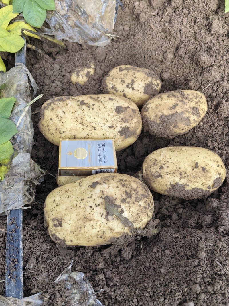 沃土，黄心