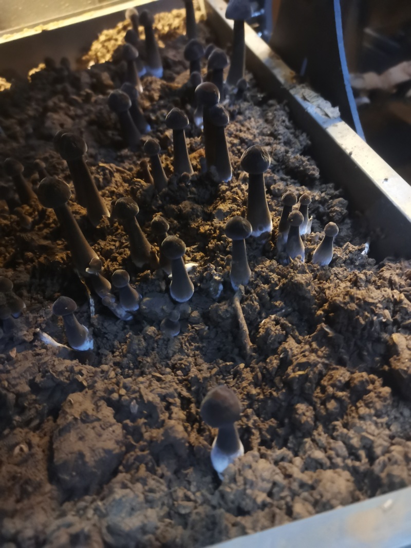 鸡枞菌
