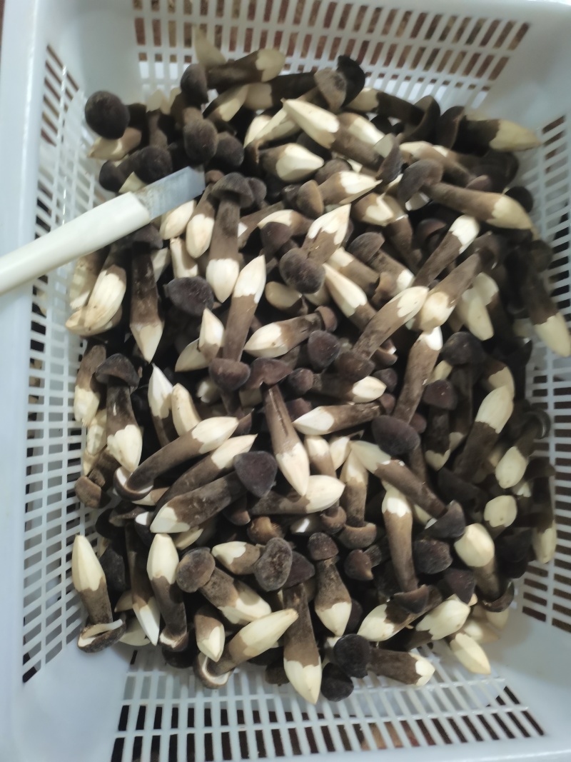 鸡枞菌