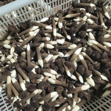 鸡枞菌