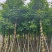 秋枫截杠8-18分，一手货源，基地直销，各种规格大量低价出售