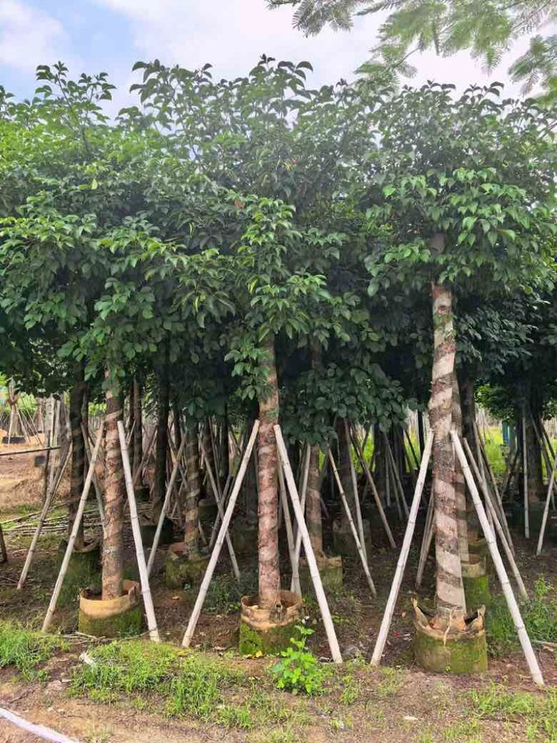 秋枫截杠8-18分，一手货源，基地直销，各种规格大量低价出售