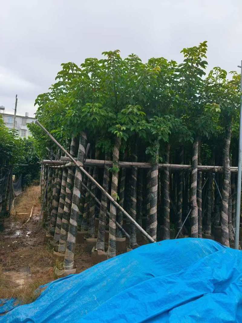 秋枫截杠8-18分，一手货源，基地直销，各种规格大量低价出售