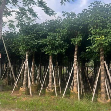秋枫截杠8-18分，一手货源，基地直销，各种规格大量低价出售