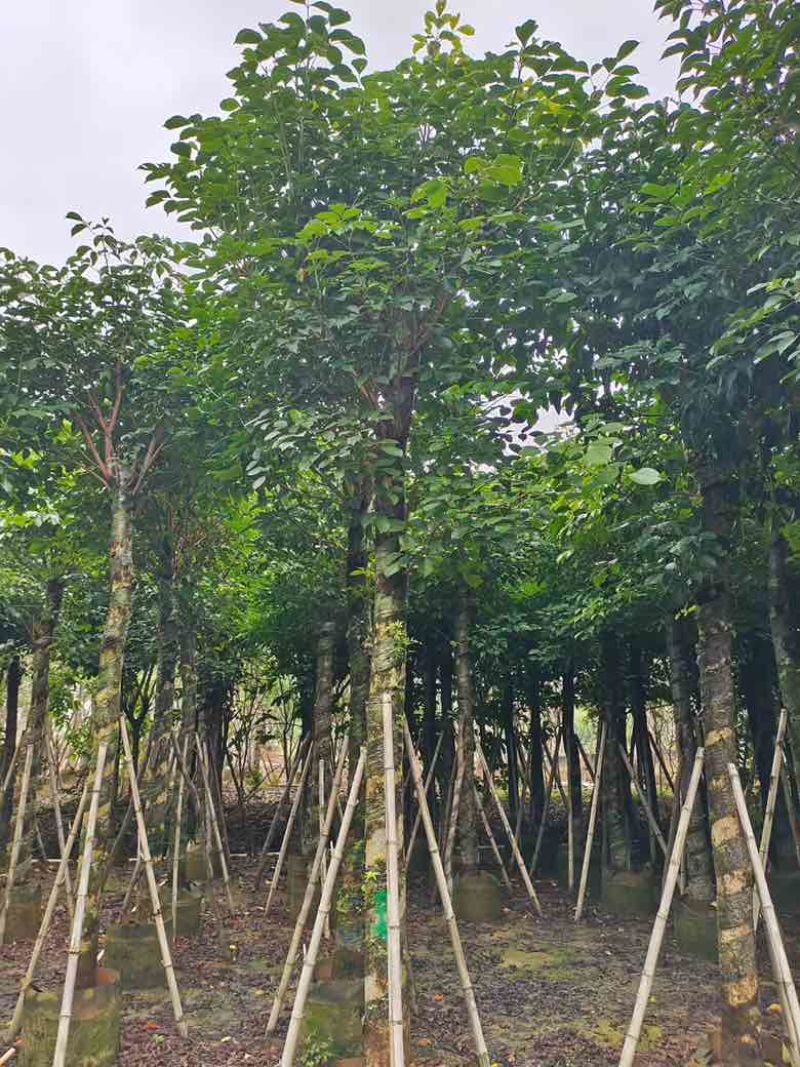 秋枫截杠8-18分，一手货源，基地直销，各种规格大量低价出售