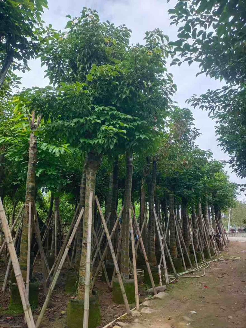 秋枫8-18分，各种规格，大量低价出售