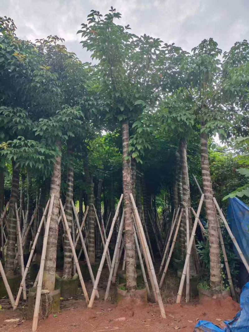 秋枫8-18分，各种规格，大量低价出售