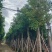 秋枫8-18分，各种规格，大量低价出售
