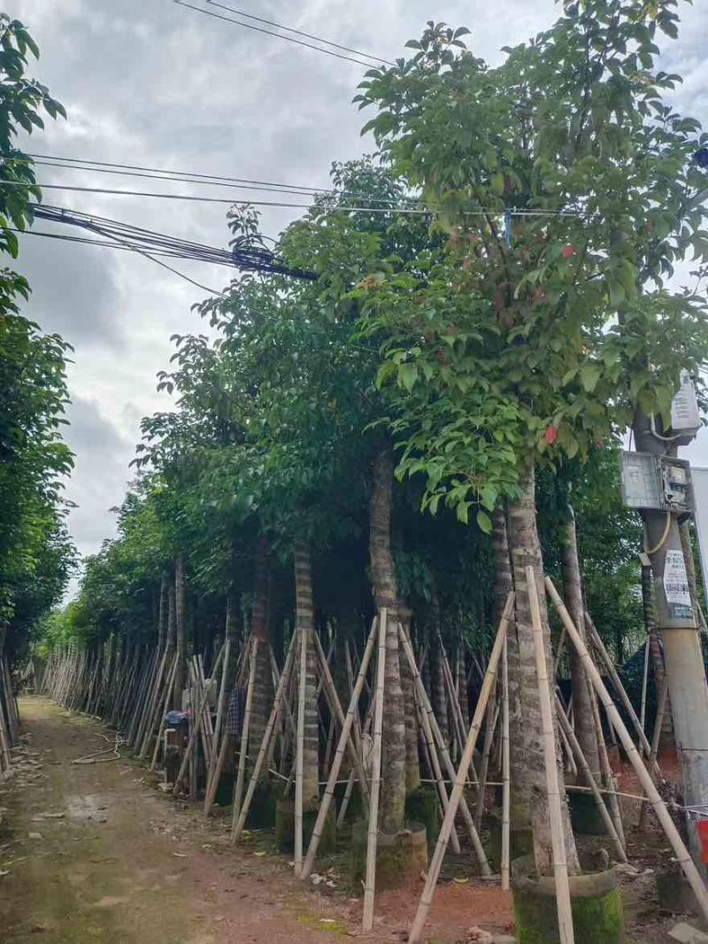 秋枫8-18分，各种规格，大量低价出售