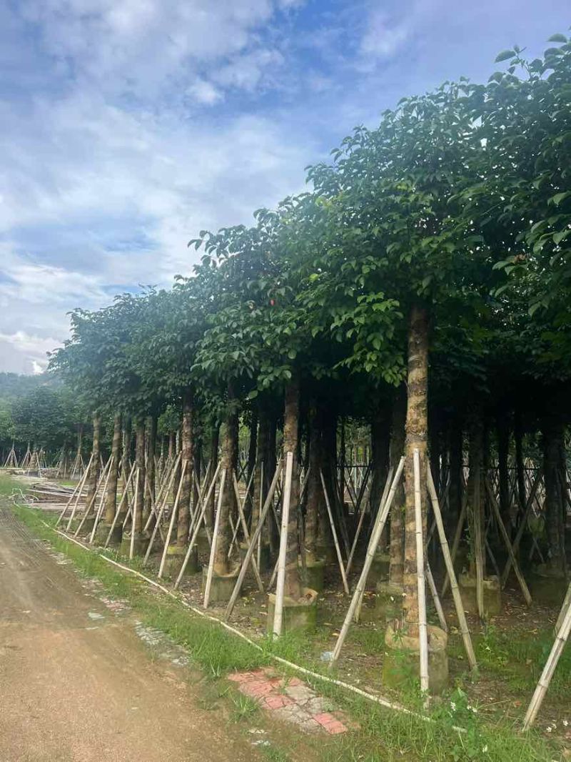秋枫8-18分，各种规格，大量低价出售