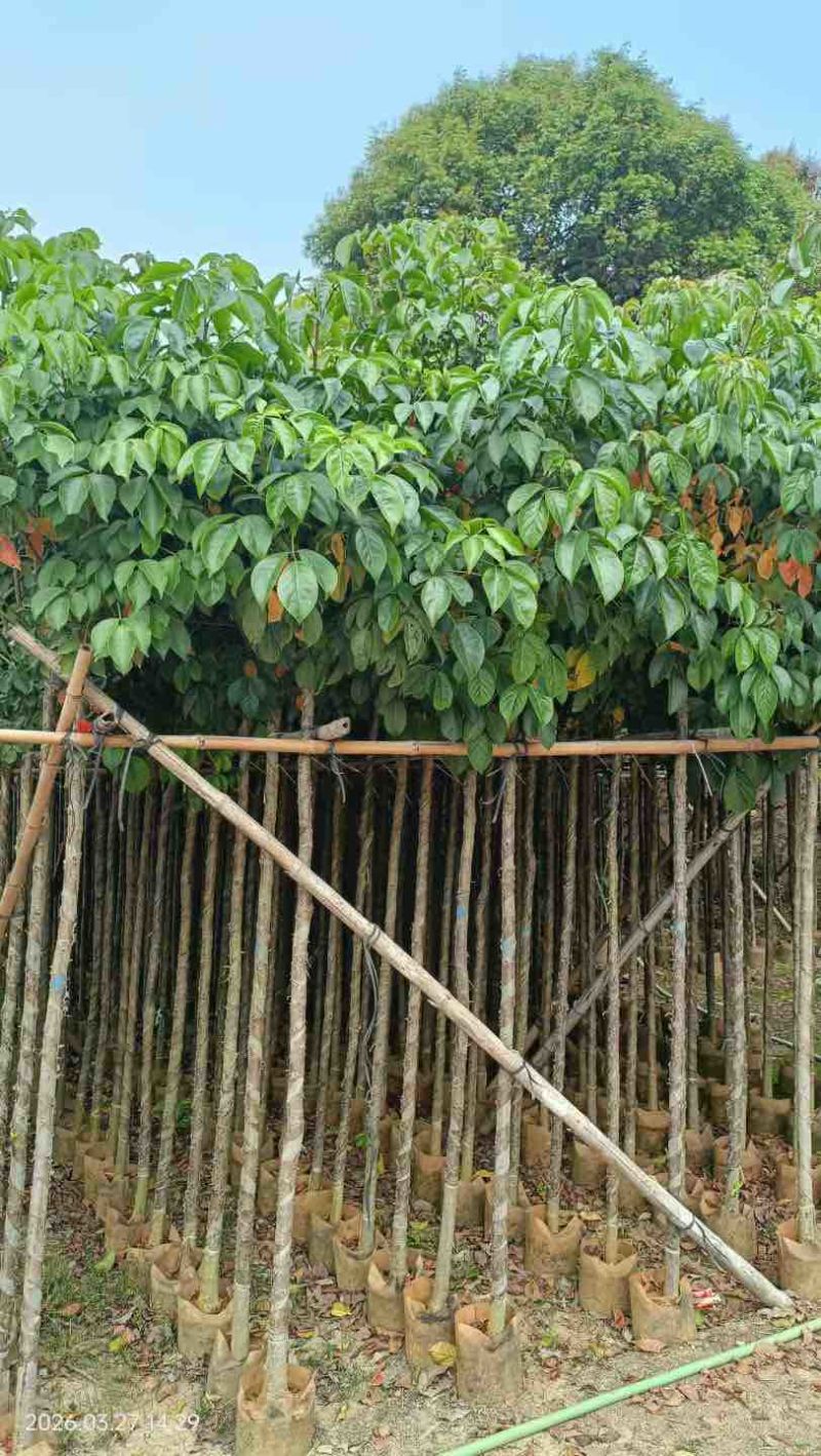秋枫3-15分，一手货源，基地直销，各种规格，大量低价出售