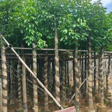 秋枫3-15分，一手货源，基地直销，各种规格，大量低价出售