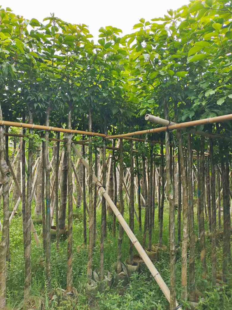 秋枫3-15分，一手货源，基地直销，各种规格，大量低价出售