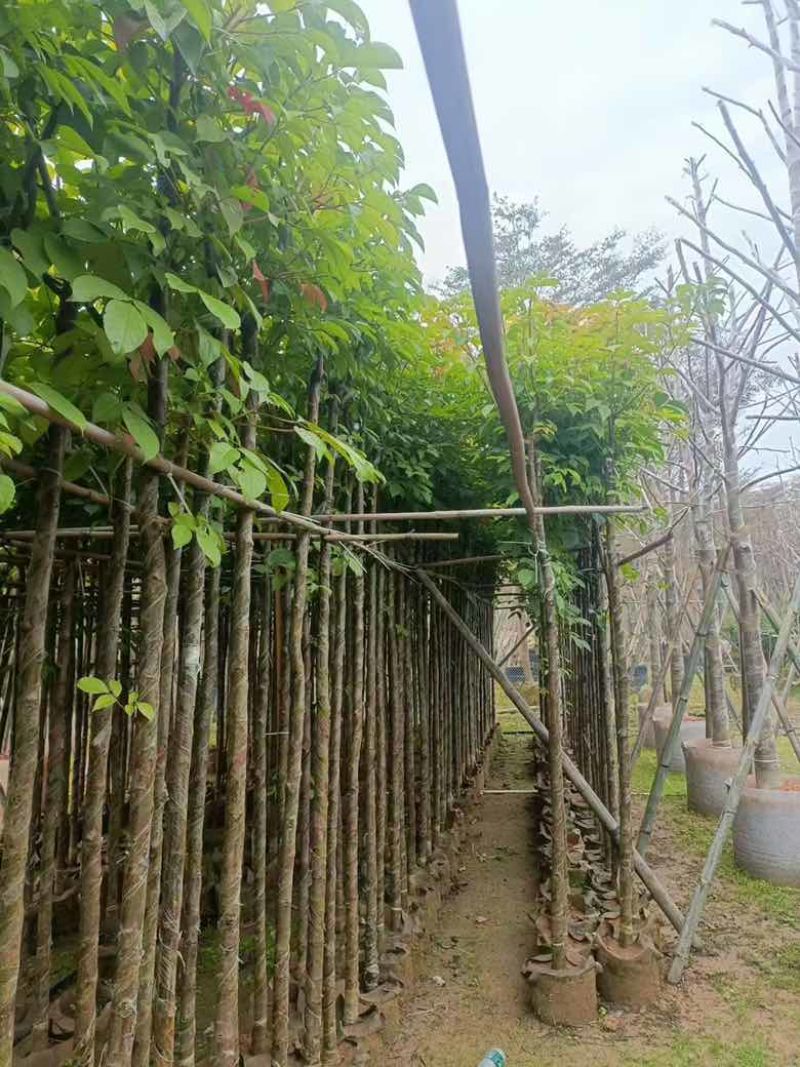 秋枫3-15分，一手货源，基地直销，大量低价出售