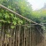秋枫3-15分，一手货源，基地直销，大量低价出售