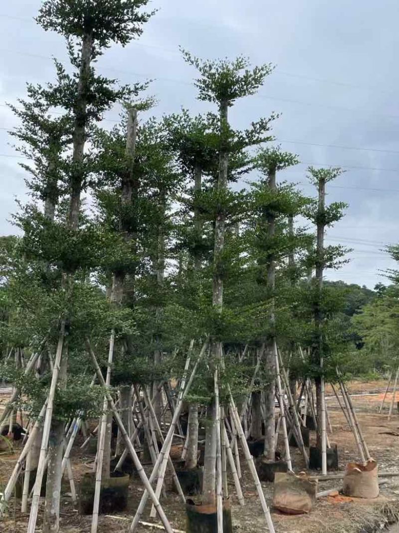 小叶榄仁8-25分，人工造托，基地直销，一手货源，大量出售