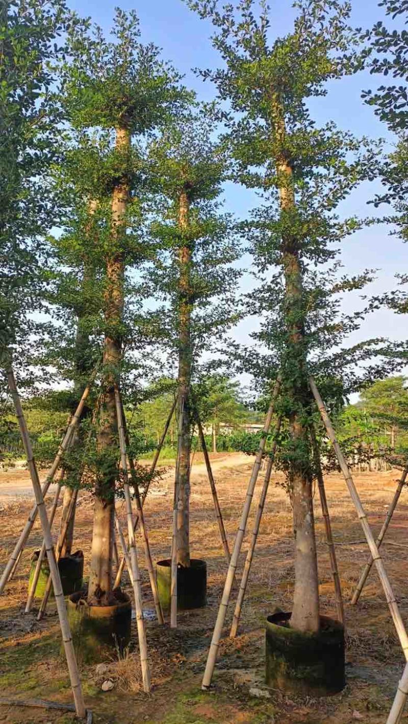 小叶榄仁8-25分，人工造托，基地直销，一手货源，大量出售