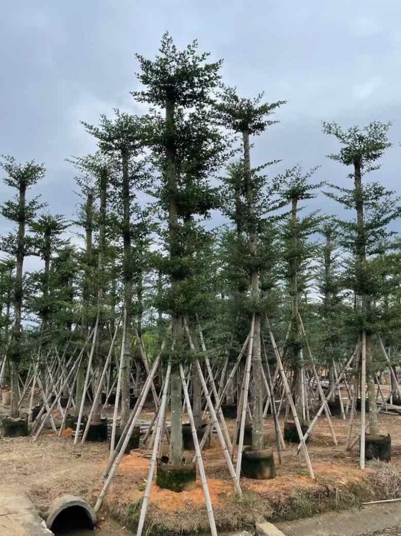 小叶榄仁8-25分，人工造托，基地直销，一手货源，大量出售