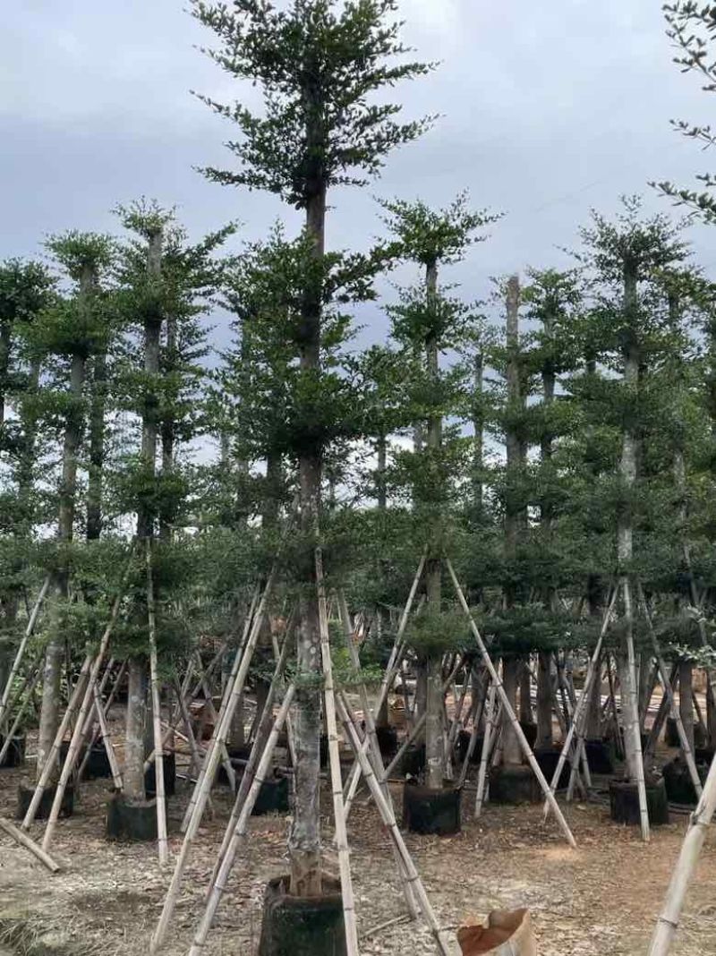 小叶榄仁8-25分，人工造托，基地直销，一手货源，大量出售