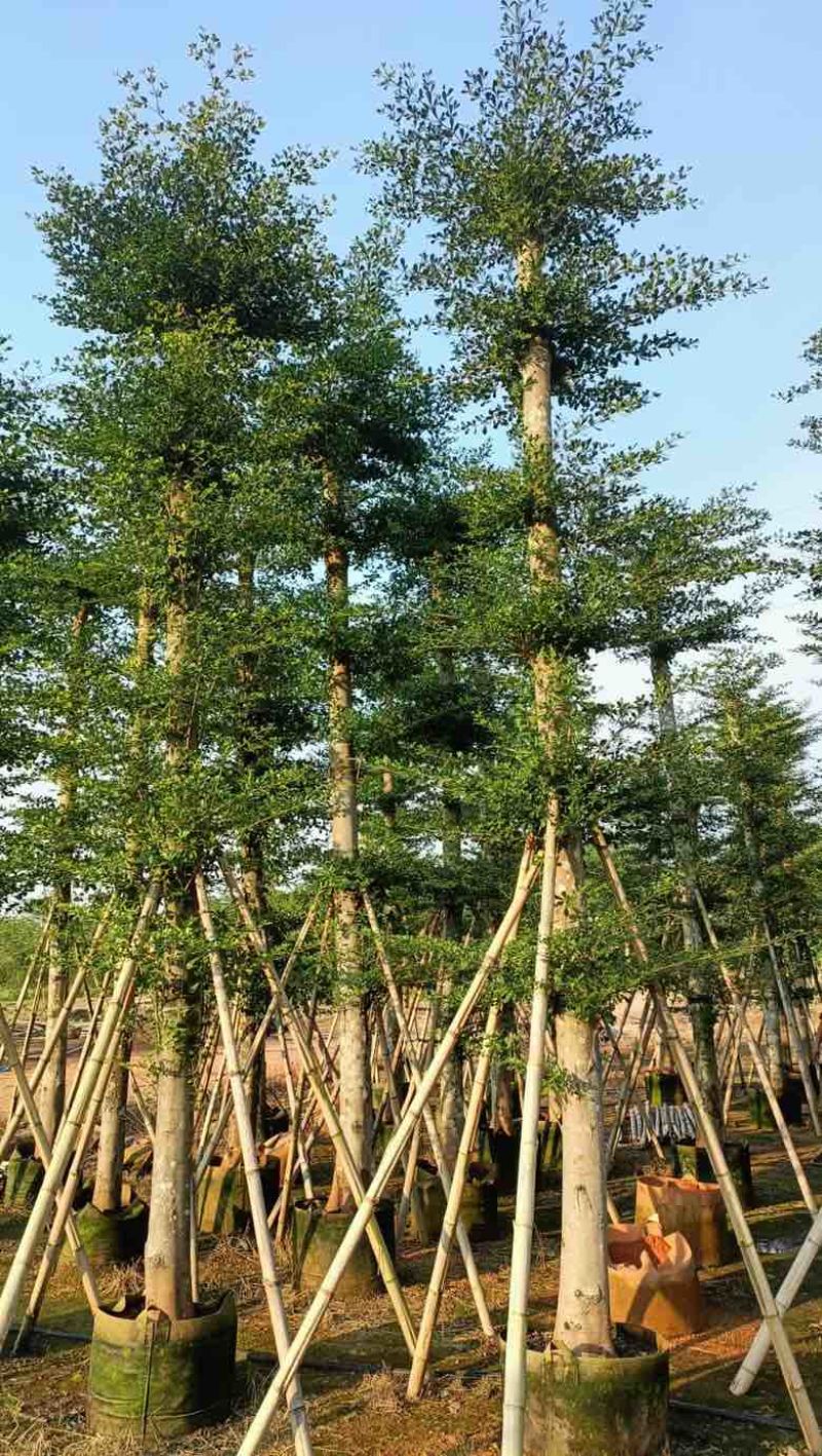 小叶榄仁8-25分，人工造托，基地直销，一手货源，大量出售