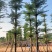 小叶榄仁8-25分，人工造托，基地直销，一手货源，大量出售