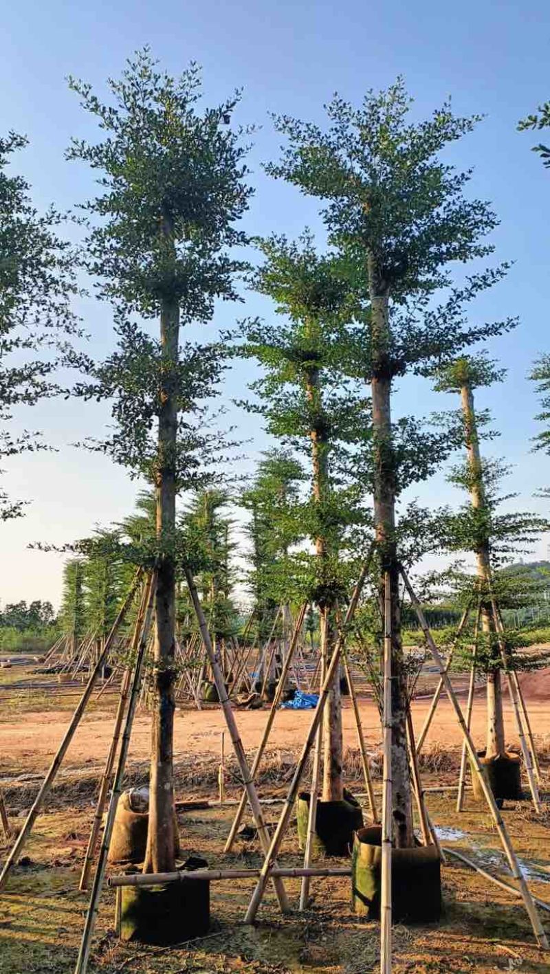 小叶榄仁8-25分，人工造托，基地直销，一手货源，大量出售