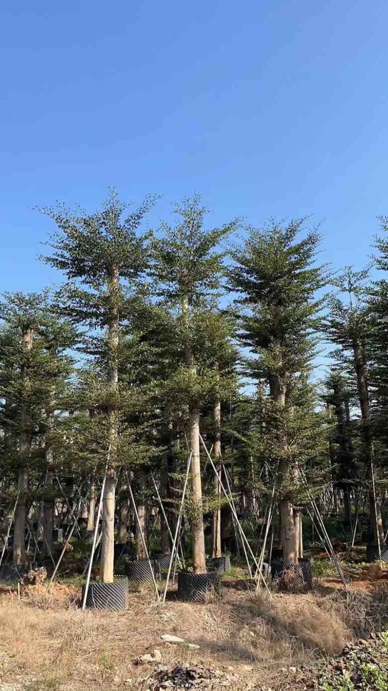 小叶榄仁8-25分，人工造托，基地直销，一手货源，大量出售