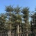 小叶榄仁8-25分，人工造托，大量低价出售，基地直销