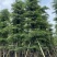 小叶榄仁8-25分，人工造托，大量低价出售，基地直销