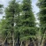小叶榄仁8-25分，人工造托，大量低价出售，基地直销