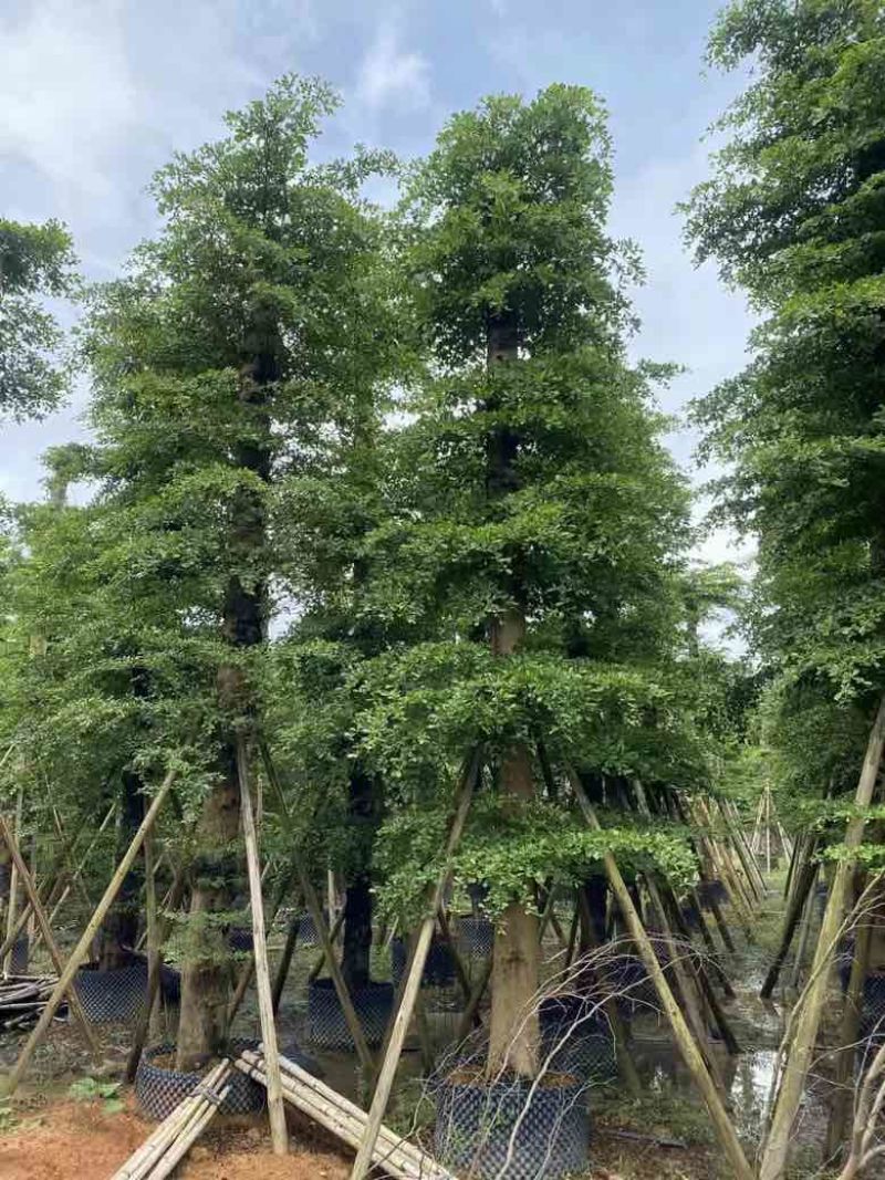 小叶榄仁8-25分，人工造托，大量低价出售，基地直销