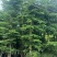 小叶榄仁8-25分，人工造托，大量低价出售，基地直销