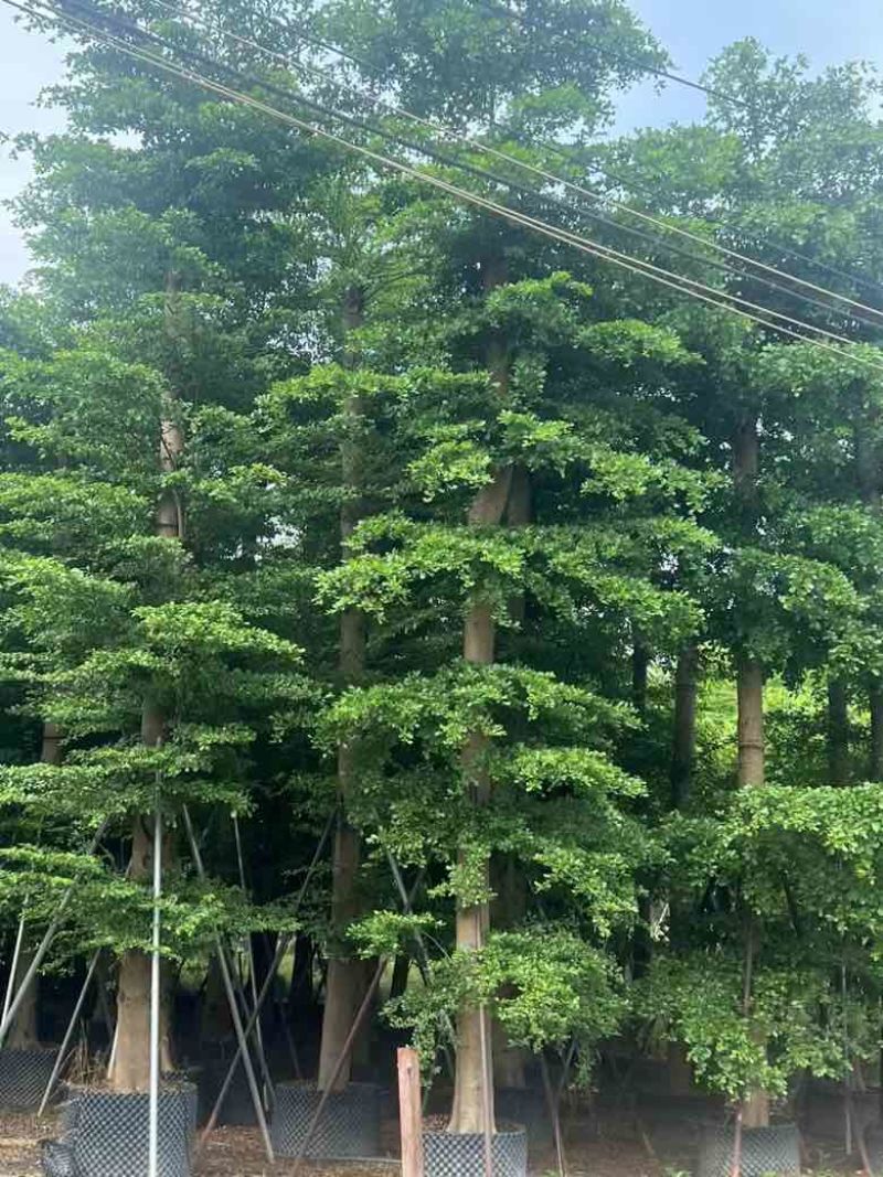 小叶榄仁8-25分，人工造托，大量低价出售，基地直销