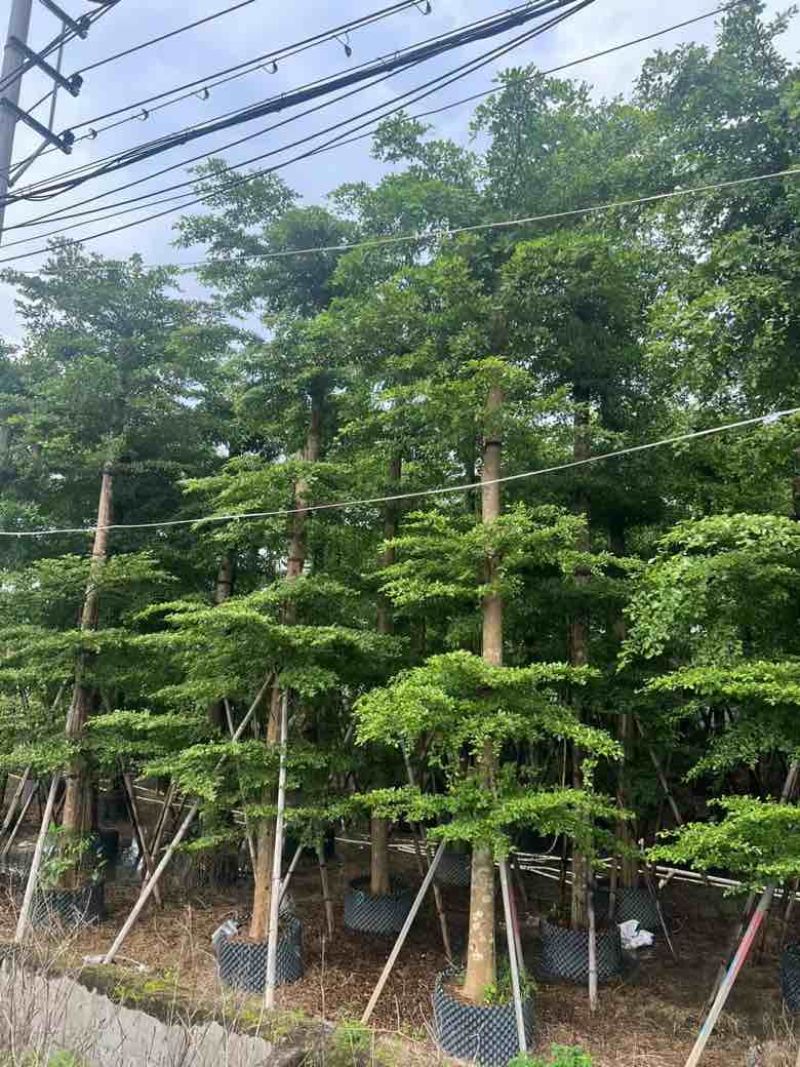 小叶榄仁8-25分，人工造托，大量低价出售，基地直销