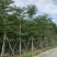 小叶榄仁8-25分，人工造托，大量低价出售，基地直销