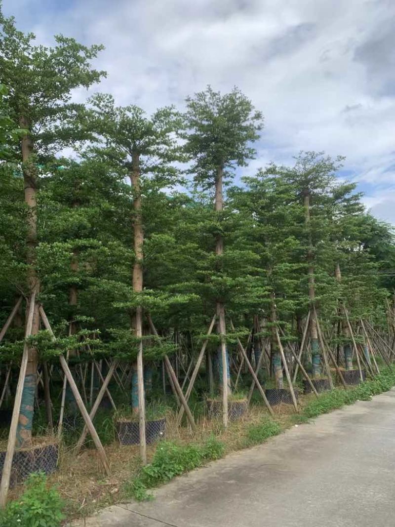 小叶榄仁8-25分，人工造托，大量低价出售，基地直销